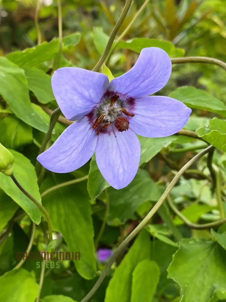 Codonopsis Grey-Wilsonii Flower Seeds for Planting, Premium Quality for Gardening - Image 4