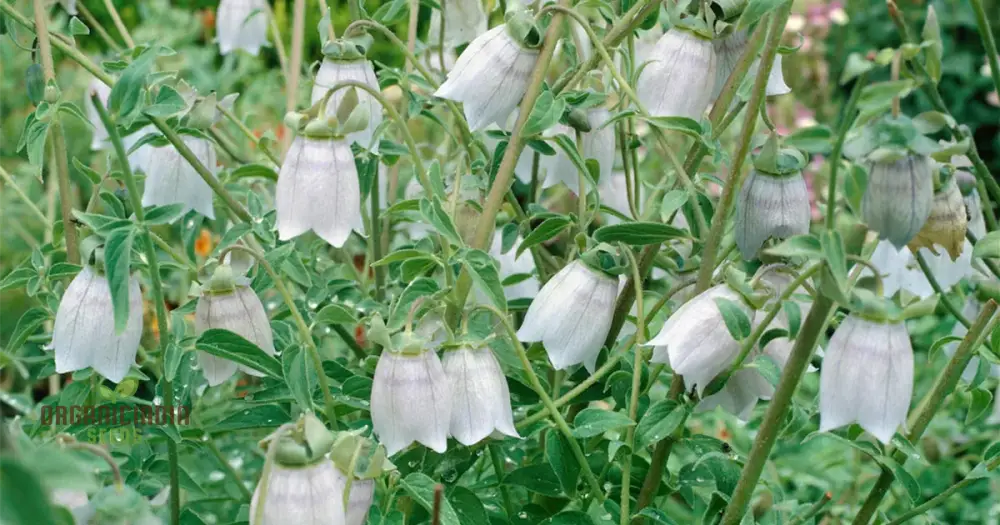 Codonopsis Ovata Flower Seeds for Planting, Premium Quality Seeds for Cultivating Beautiful Blooms Gardening