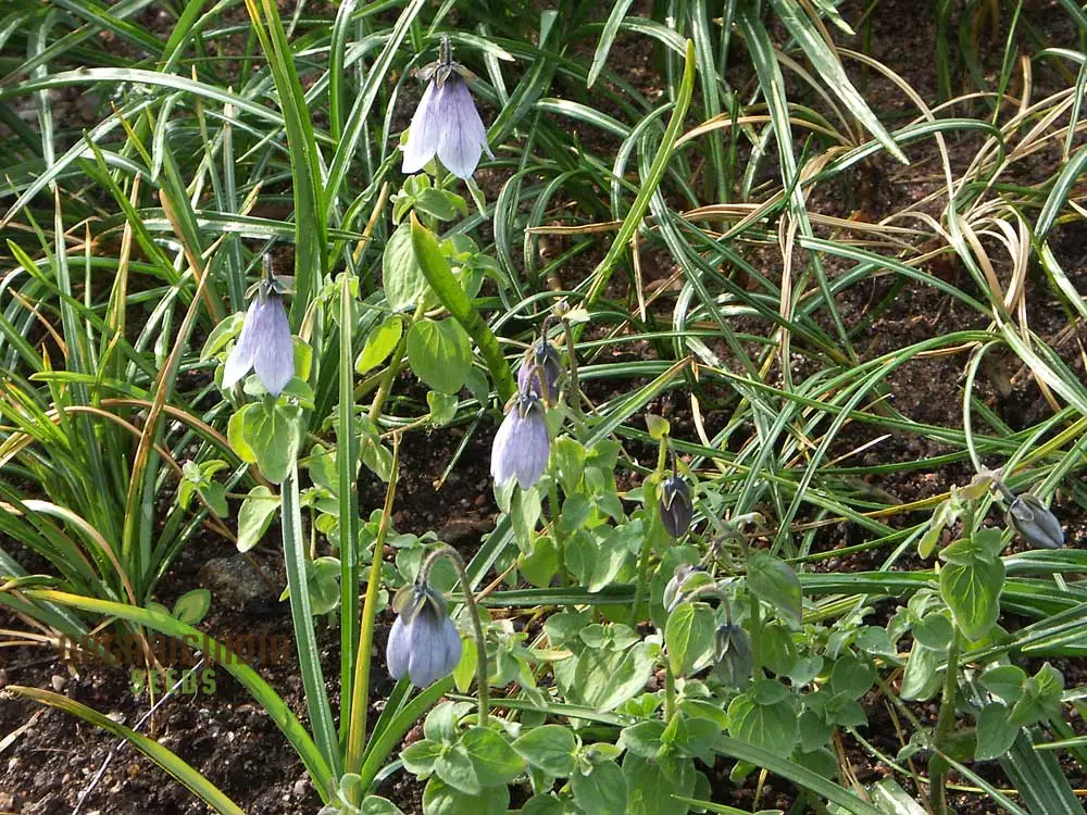 Codonopsis Ovata Flower Seeds for Planting, Premium Quality Seeds for Cultivating Beautiful Blooms Gardening - Image 3