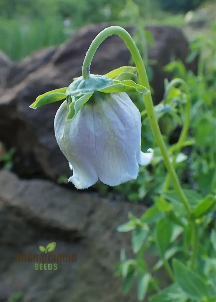 Codonopsis Ovata Flower Seeds for Planting, Premium Quality Seeds for Cultivating Beautiful Blooms Gardening - Image 4