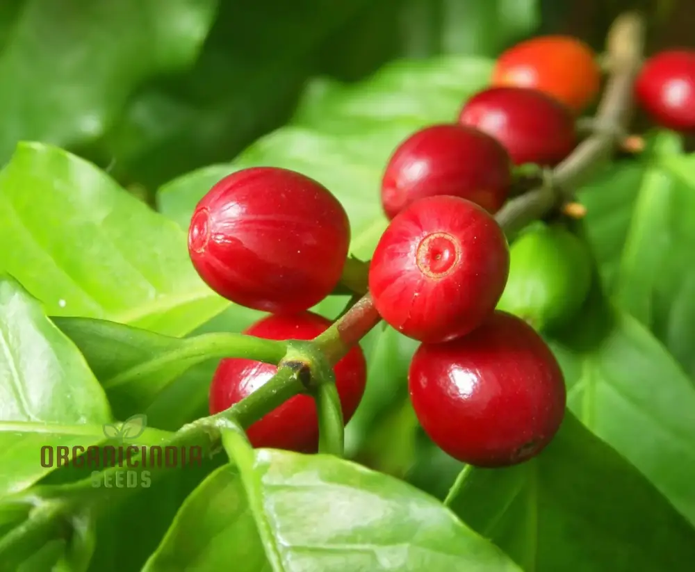Coffea Arabica (Coffee) Seeds for Gardening, Premium Quality for Home Gardeners