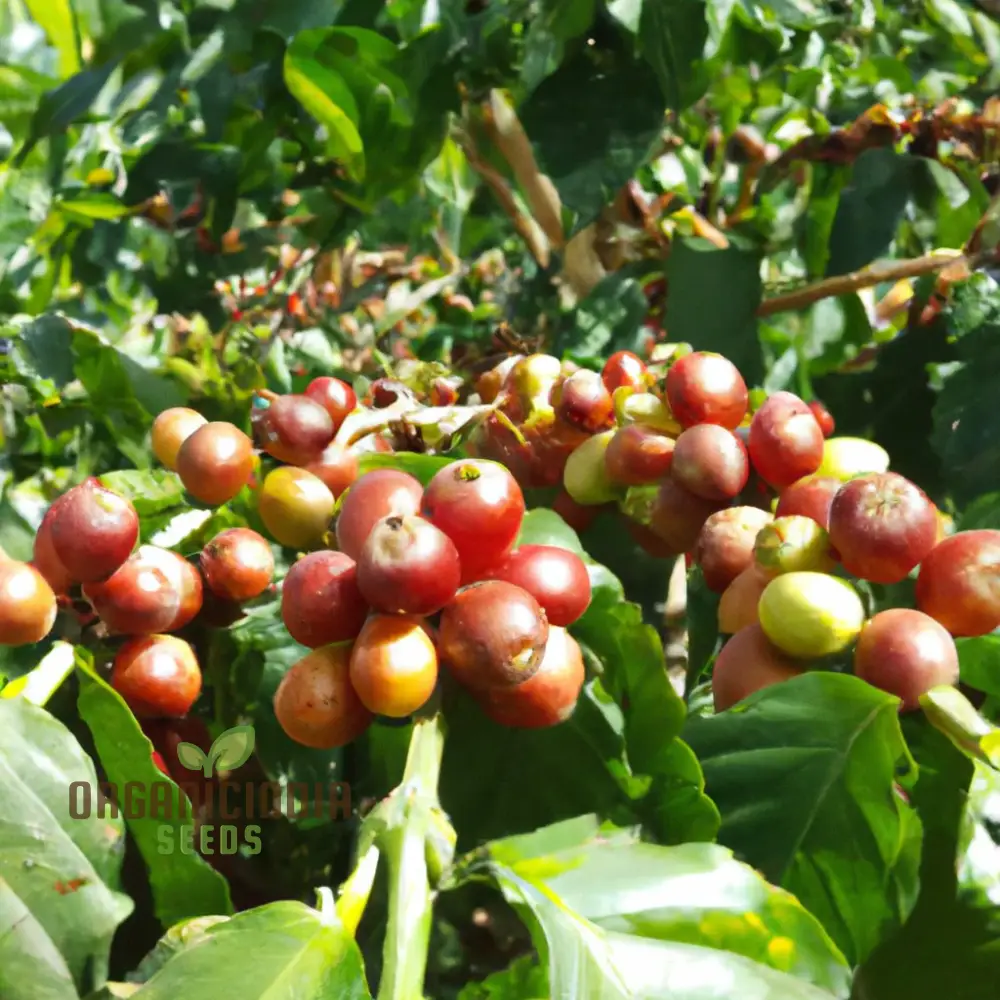 Coffea Arabica 'Villa Sarchi' (Coffee) Seeds for Planting, Premium Quality for Home Gardeners