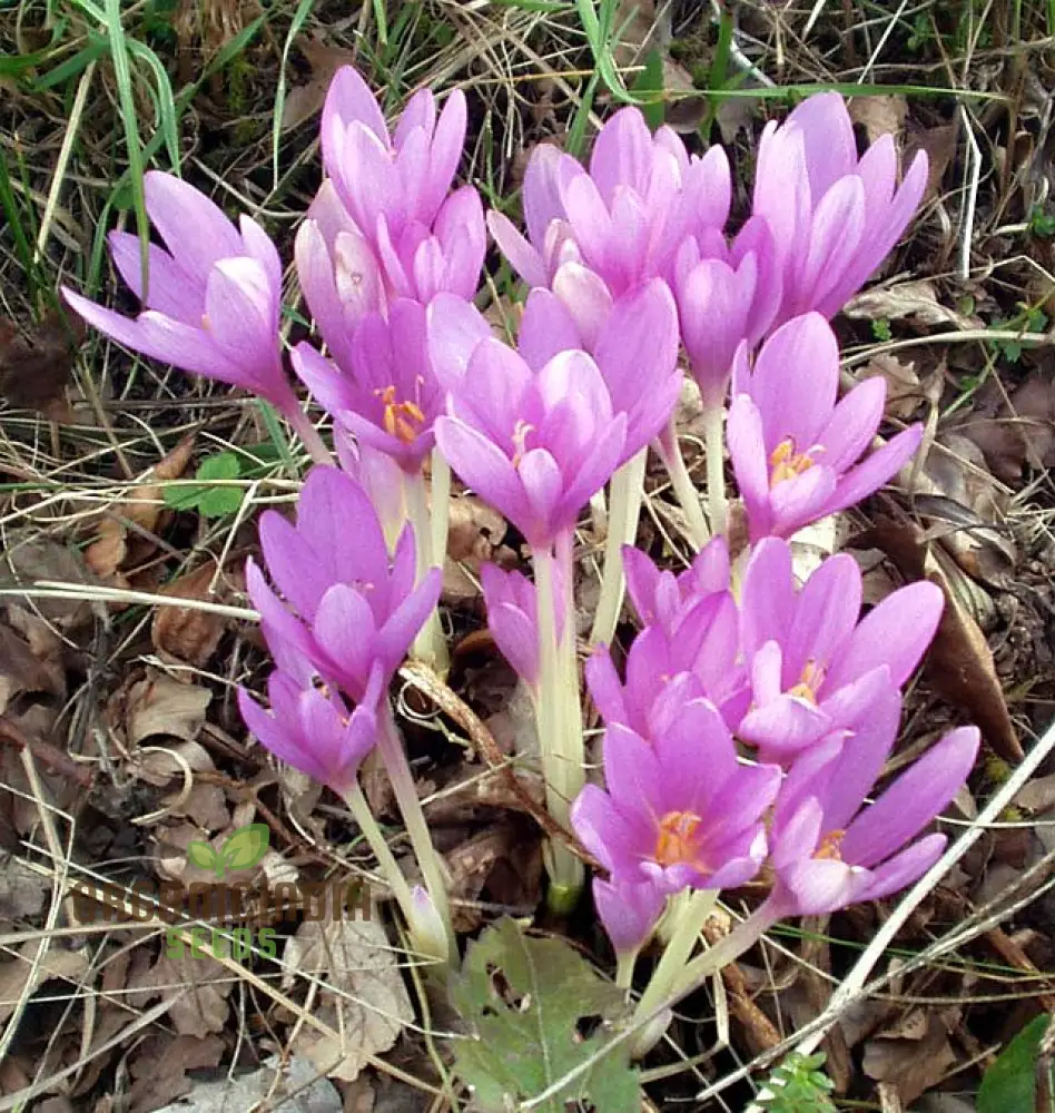 Colchicum Autumnale Flower Seeds for Planting, Premium Quality for Gardening - Image 3