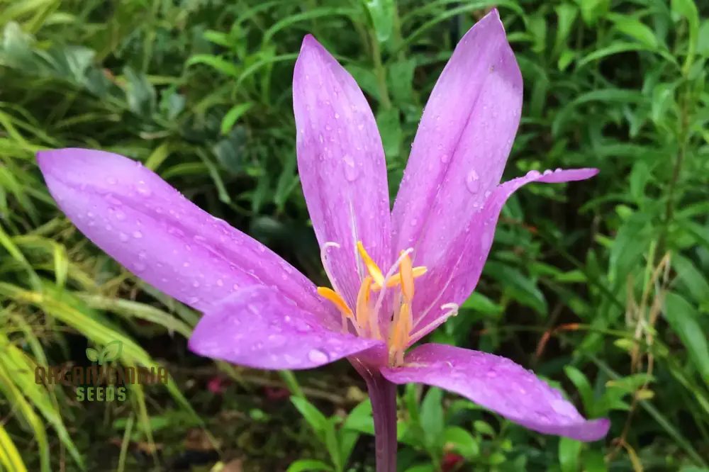 Colchicum Autumnale 'Lilac Wonder' Flower Seeds for Planting, Premium Quality for Gardening