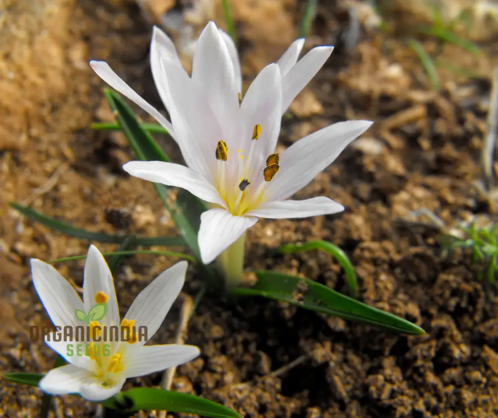 Colchicum Cupanii Flower Seeds for Planting, Premium Quality for Gardening