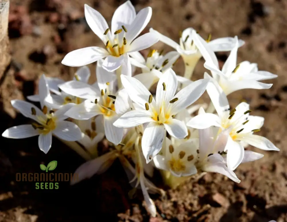 Colchicum Cupanii Flower Seeds for Planting, Premium Quality for Gardening - Image 3