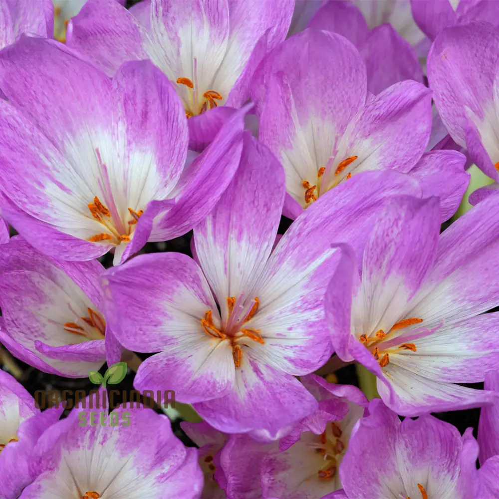 Colchicum Mixed Flower Seeds, Vibrant Variety for Gardening, Premium Garden Seeds