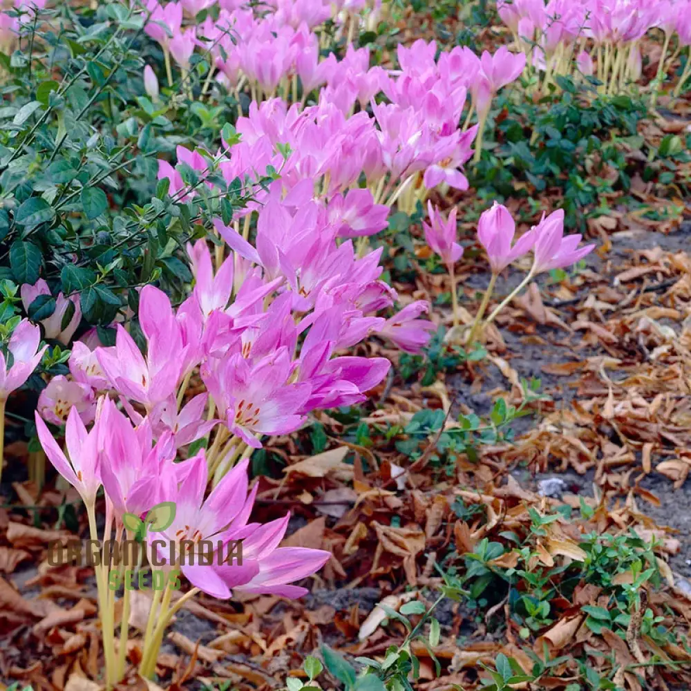 Colchicum Mixed Flower Seeds, Vibrant Variety for Gardening, Premium Garden Seeds - Image 3