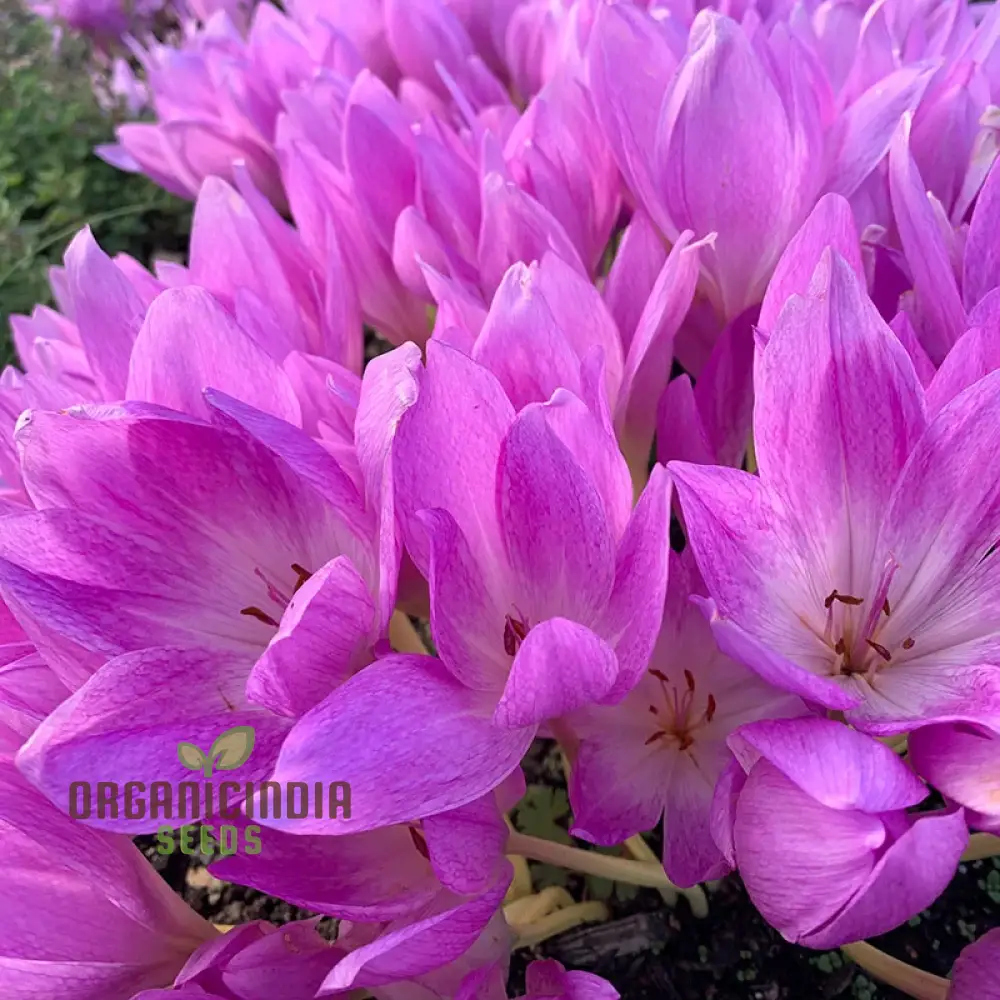 Colchicum Mixed Flower Seeds, Vibrant Variety for Gardening, Premium Garden Seeds - Image 4