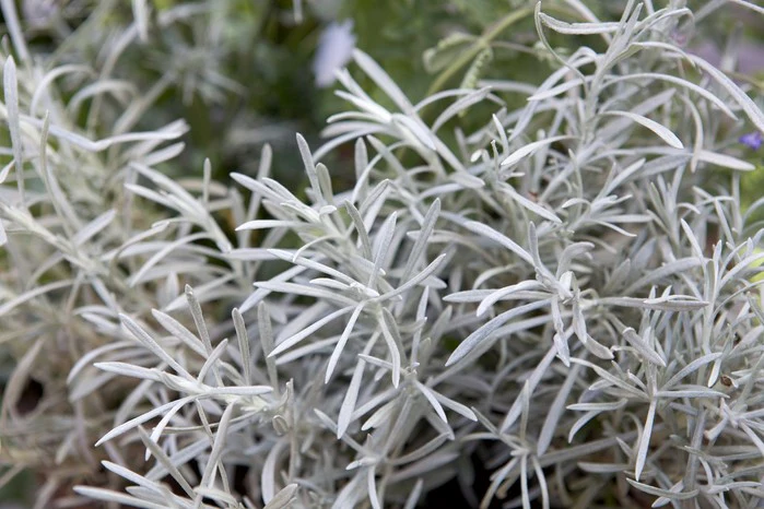 Cold-Hardy Variety with Silver Foliage & Fragrant Blooms - Image 2