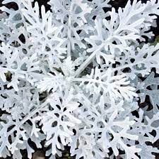 Cold-Hardy Variety with Silver Foliage & Fragrant Blooms - Image 3