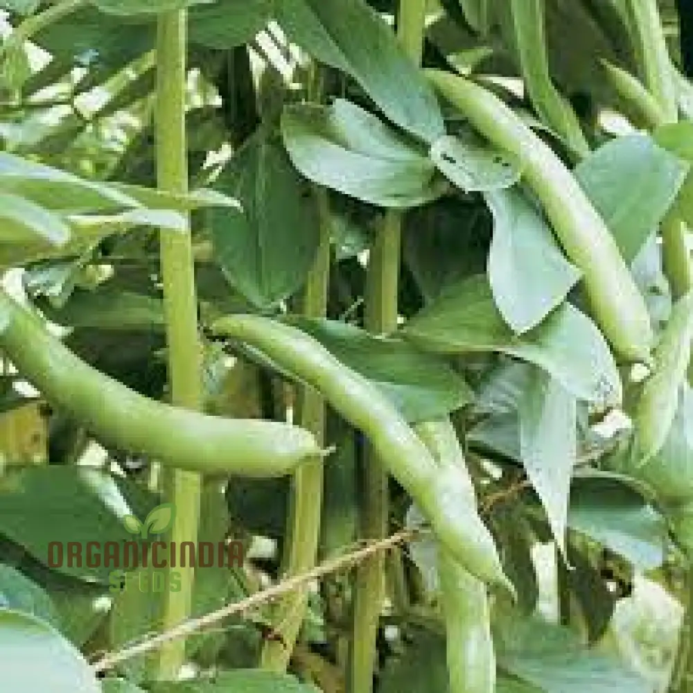 Coles Dwarf Seeds - Premium Quality Seeds for Planting, Gardening & Growing Dwarf Varieties - Image 4