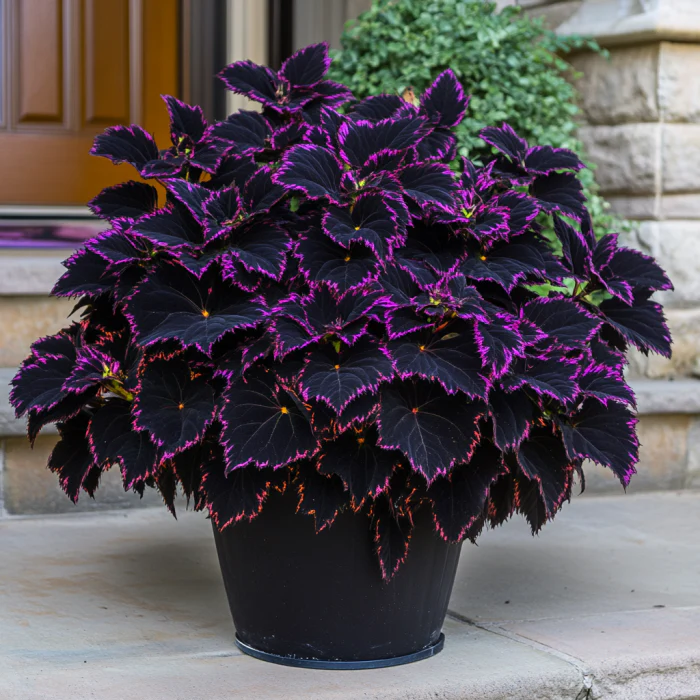 Coleus Black Dragon Seeds | Deep Purple-Black Foliage for Dramatic Garden Contrast - Image 3