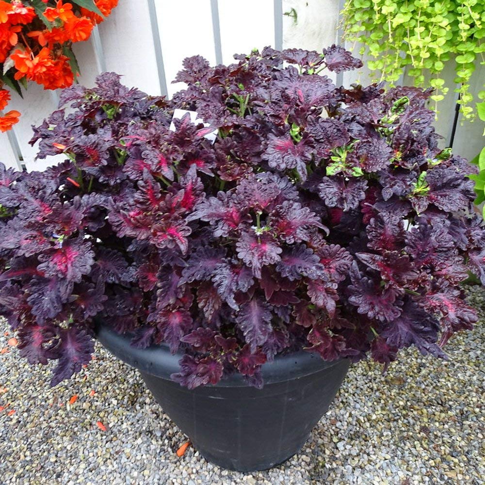 Coleus Black Dragon Seeds Elevate Your Gardening with Striking, Dark-Hued Beauty