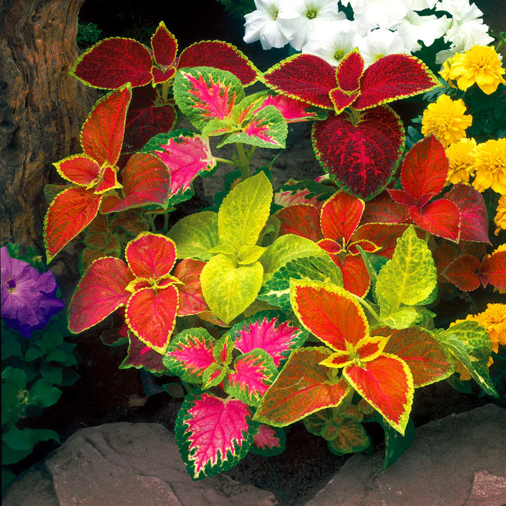 Coleus Flower Seeds for Planting, Vibrant Foliage for Gardens & Containers
