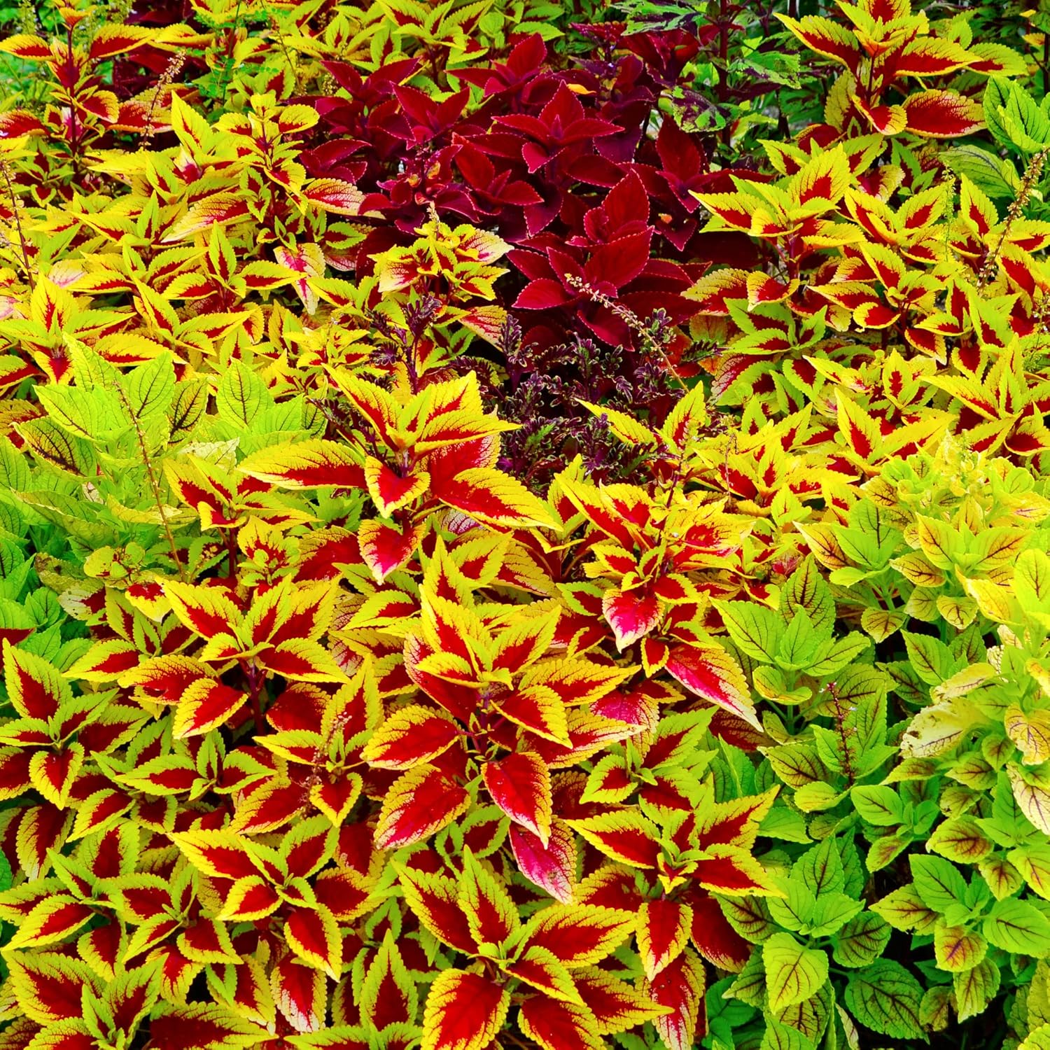 Coleus Giant Exhibition Mix Seeds, Extra Large Vibrant Foliage for Stunning Garden Displays - Image 3