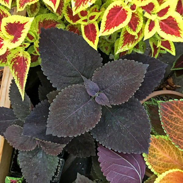 Coleus Giant Exhibition Palisandra Seeds, Deep Purple-Black Foliage for Dramatic Garden Contrast - Image 3