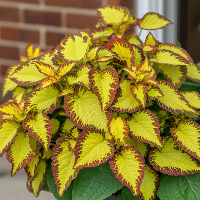 Coleus Golden Dreams Seeds – Vibrant Ornamental Foliage for Garden & Containers - Image 2