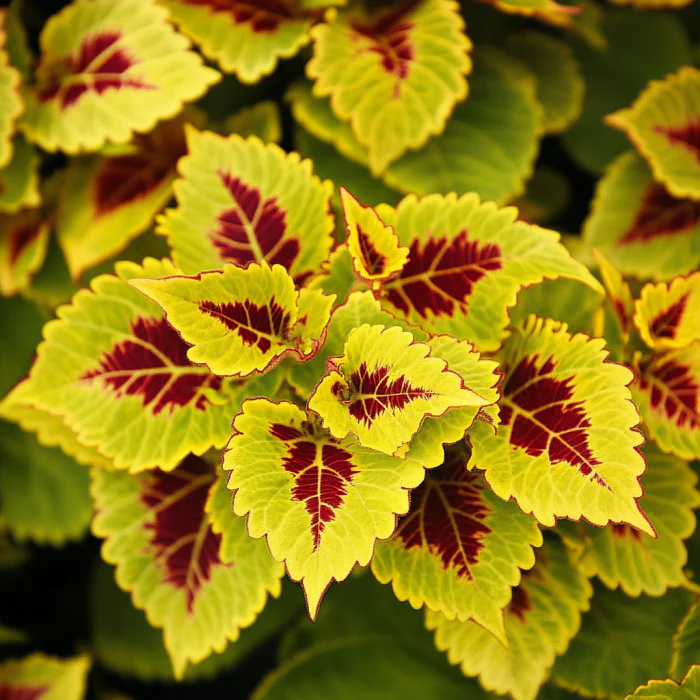 Coleus Golden Dreams Seeds – Vibrant Ornamental Foliage for Garden & Containers - Image 3