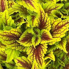Coleus Golden Dreams Seeds – Vibrant Ornamental Foliage for Garden & Containers - Image 5