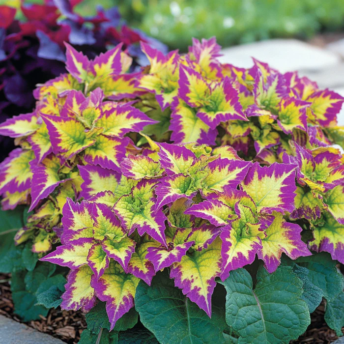 Coleus Heirloom Seeds – Multi Color Variegated | Vibrant Red, Green, Yellow, Purple & Pink Patterns - Image 3