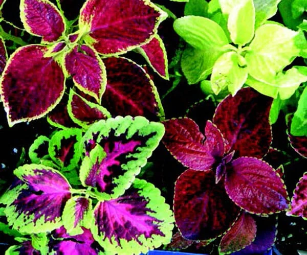 Coleus Heirloom Seeds – Multi Color Variegated | Vibrant Red, Green, Yellow, Purple & Pink Patterns - Image 4