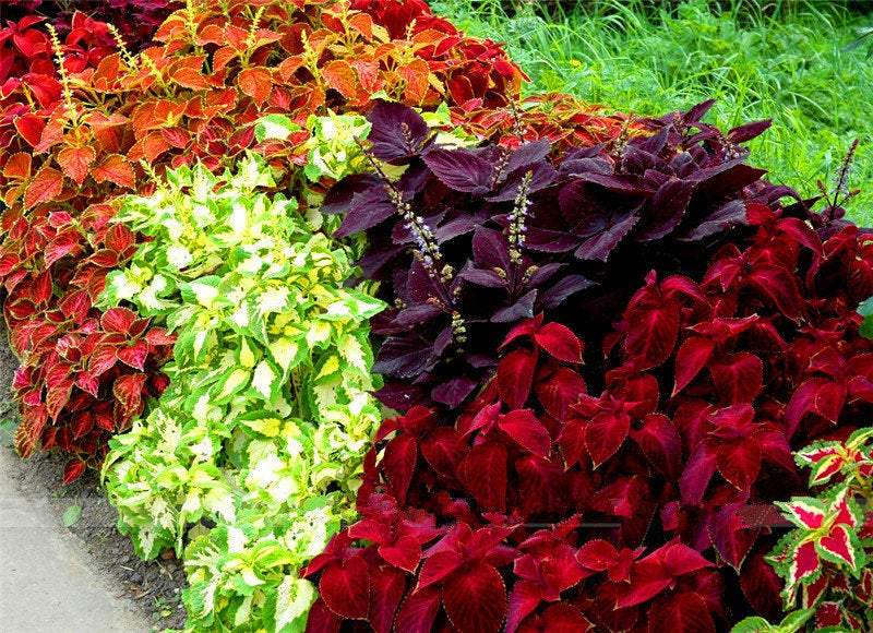 Coleus Heirloom Seeds – Multi Color Variegated | Vibrant Red, Green, Yellow, Purple & Pink Patterns - Image 5
