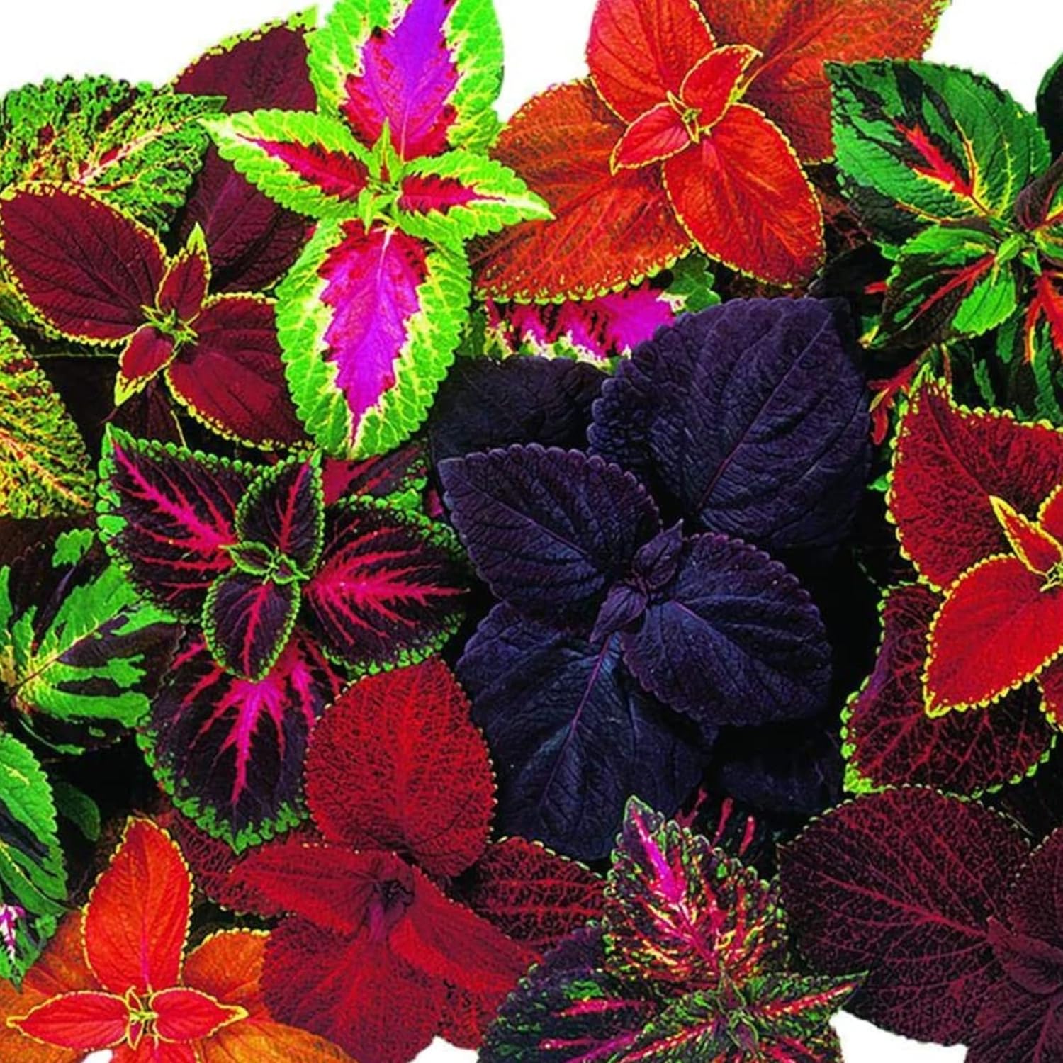 Coleus Heirloom Seeds – Multi Color Variegated | Vibrant Red, Green, Yellow, Purple & Pink Patterns - Image 6