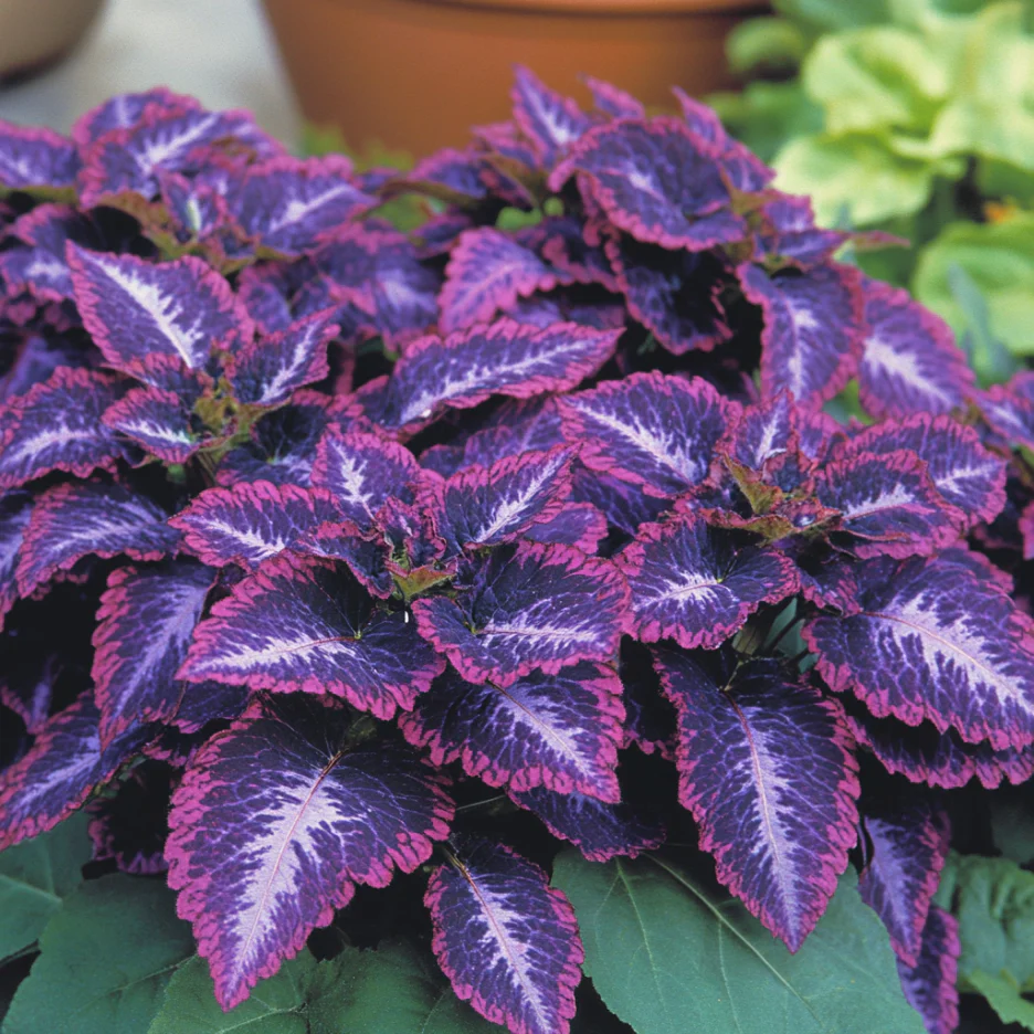 Coleus Heirloom Seeds โ Purple Dark Violet, Lavender & Rich Purple Hues