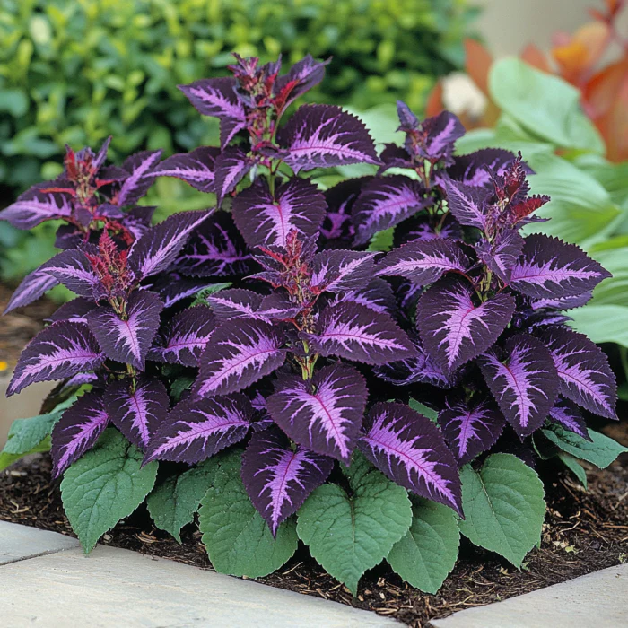 Coleus Heirloom Seeds โ Purple Dark Violet, Lavender & Rich Purple Hues - Image 3