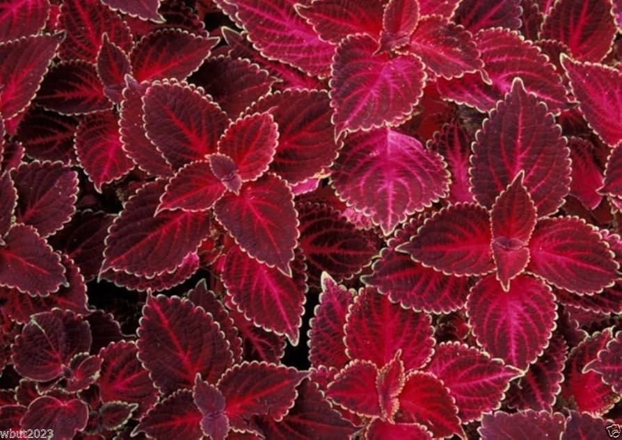 Coleus Seeds (Heirloom Red Coleus Seeds) - Red, Deep Crimson & Rich Foliage - Image 3