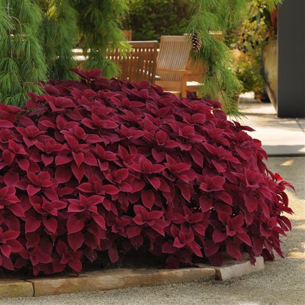 Coleus Seeds (Heirloom Red Coleus Seeds) - Red, Deep Crimson & Rich Foliage - Image 4
