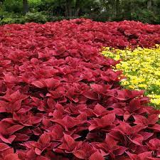 Coleus Seeds (Heirloom Red Coleus Seeds) - Red, Deep Crimson & Rich Foliage - Image 5