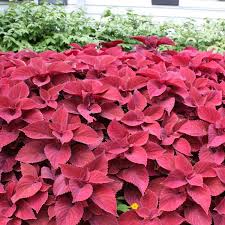 Coleus Seeds (Heirloom Red Coleus Seeds) - Red, Deep Crimson & Rich Foliage - Image 6