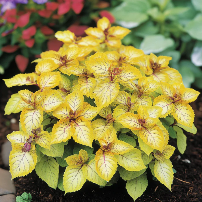 Coleus Heirloom Seeds Yellow, Bright Golden-Yellow & Chartreuse Hues - Image 2