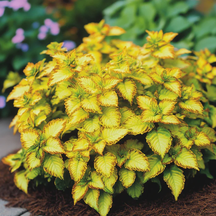 Coleus Heirloom Seeds Yellow, Bright Golden-Yellow & Chartreuse Hues - Image 3