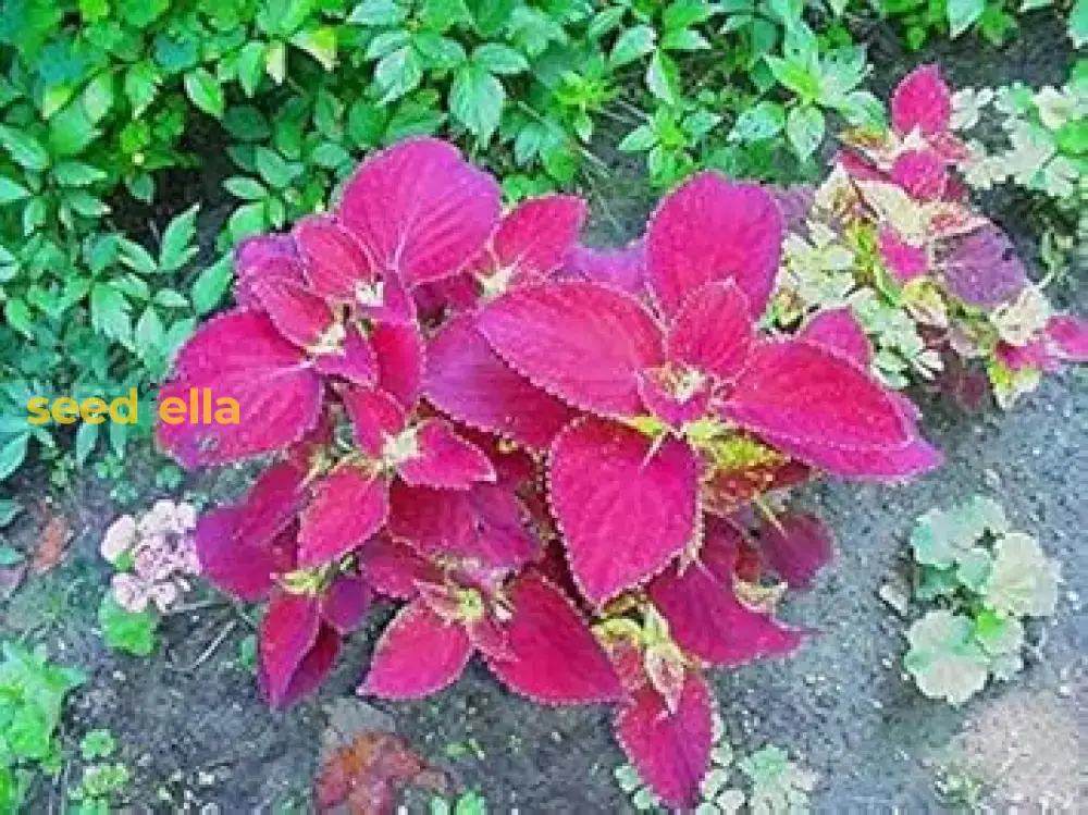 Coleus Jazz Velvet Flower Seeds for Vibrant Planting - Brighten Your Garden with Stunning Colors