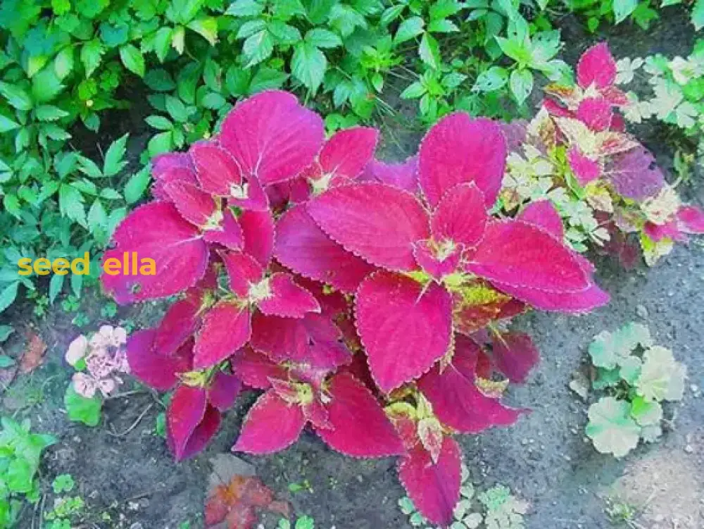Coleus Jazz Velvet Flower Seeds for Vibrant Planting - Brighten Your Garden with Stunning Colors - Image 2