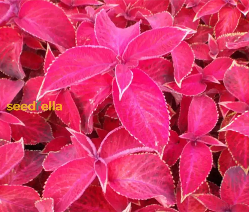 Coleus Jazz Velvet Flower Seeds for Vibrant Planting - Brighten Your Garden with Stunning Colors - Image 3