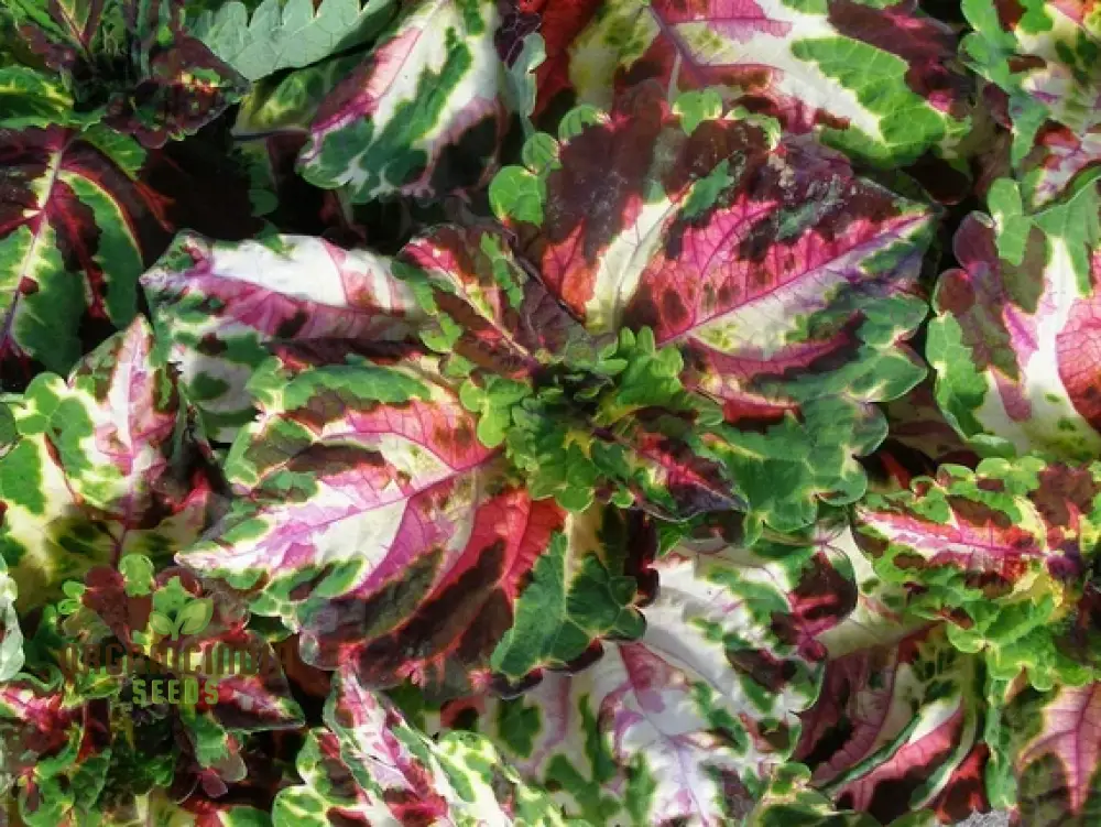 Coleus Kong Mosaic Giant Seeds for Planting
