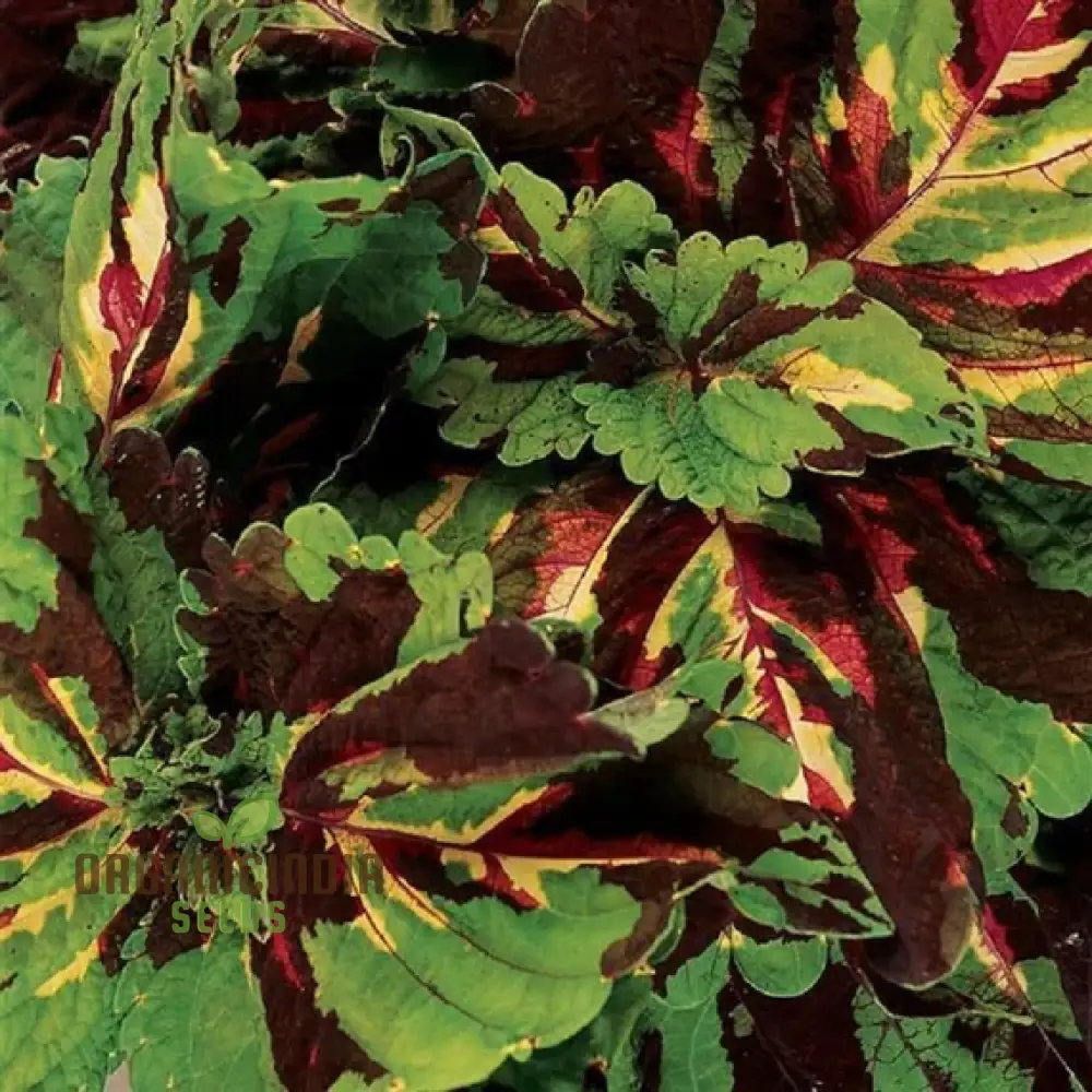 Coleus Kong Mosaic Giant Seeds for Planting - Image 3
