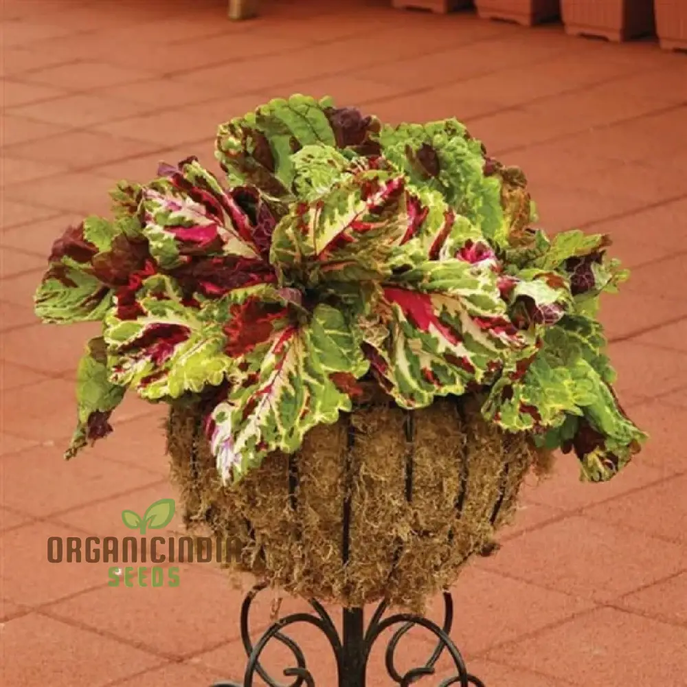 Coleus Kong Mosaic Giant Seeds for Planting - Image 4