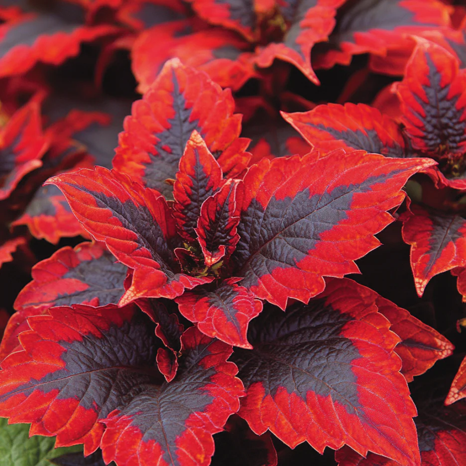 Coleus Kong Red Seeds | Giant Red Leaves with Bold Dark Green Edges for Lush Foliage - Image 2