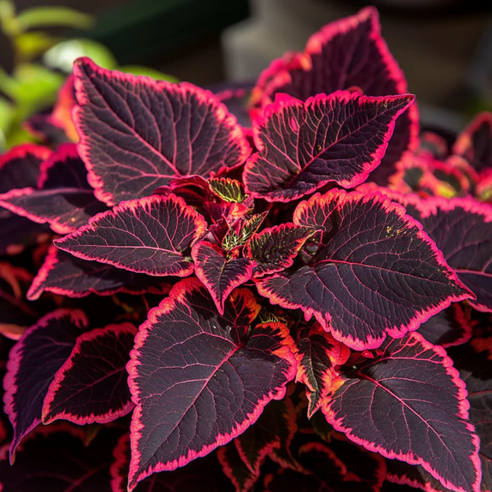 Coleus Kong Red Seeds | Giant Red Leaves with Bold Dark Green Edges for Lush Foliage - Image 3