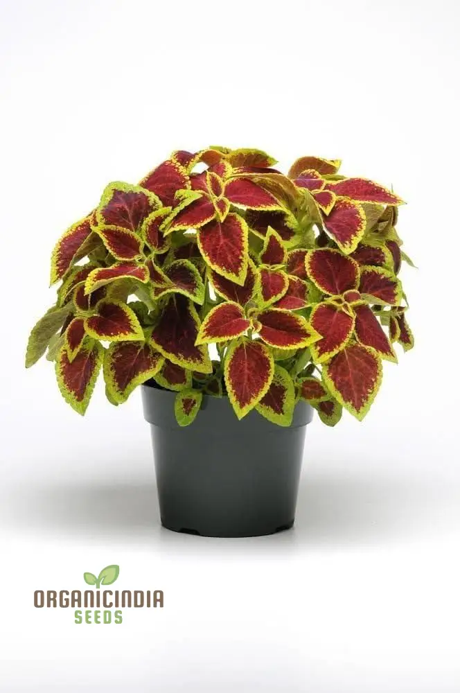 Coleus Premium Sun Purple Gold Seeds, Planting