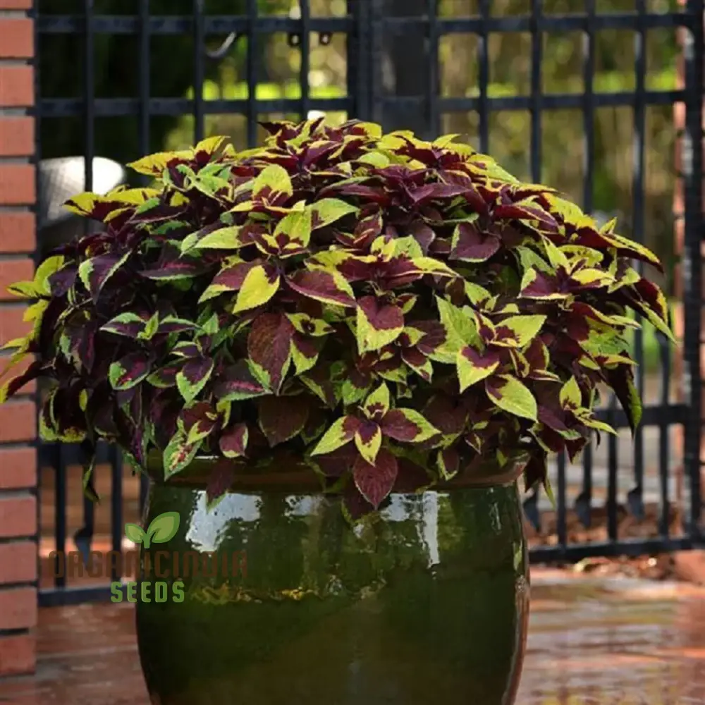 Coleus Premium Sun Purple Gold Seeds, Planting - Image 2
