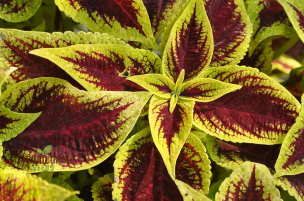 Coleus Premium Sun Purple Gold Seeds, Planting - Image 3