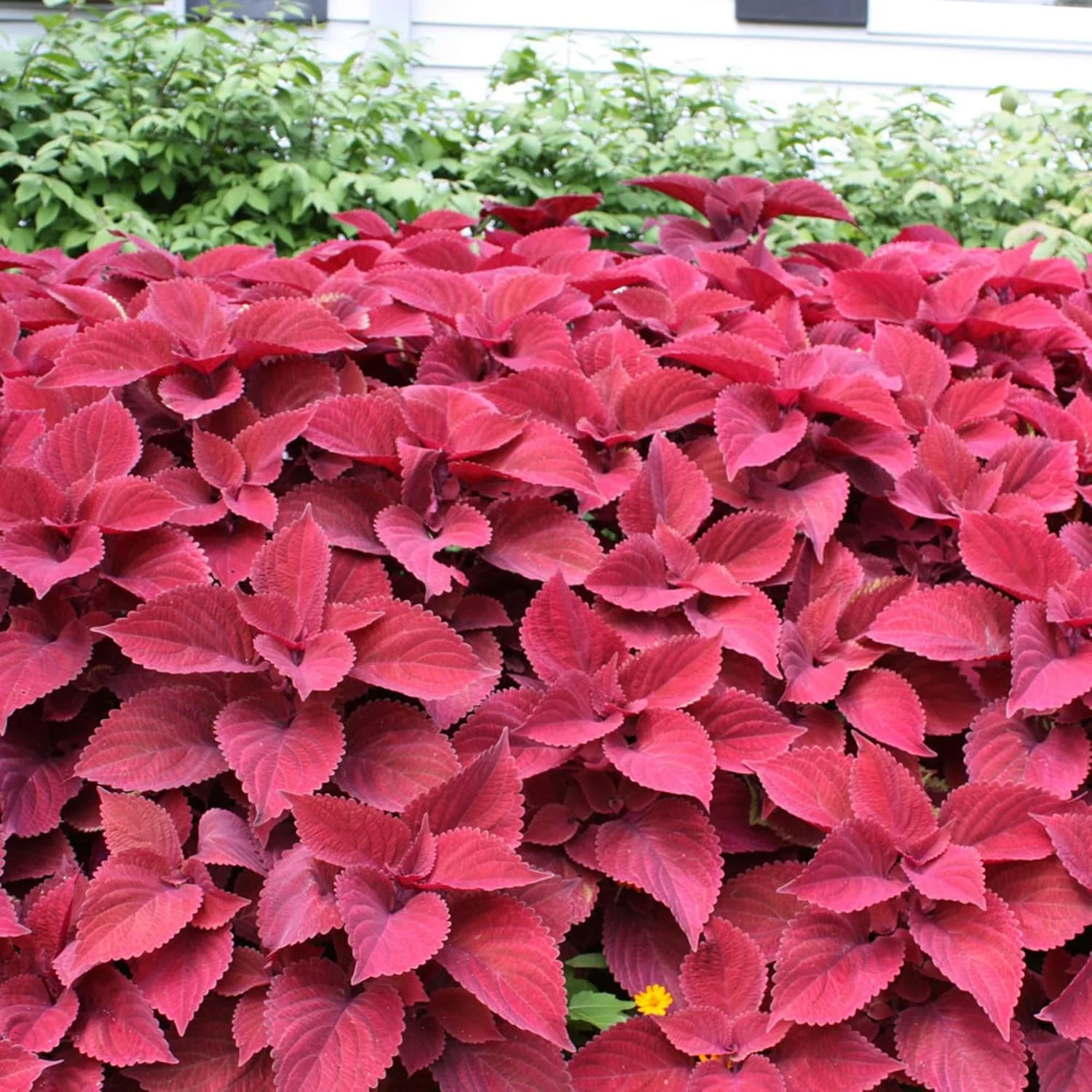 Coleus Redhead Seeds | Low Maintenance Evergreen Herb | Showy Red Foliage for Beds, Borders, and Containers, Outdoor Garden Seeds