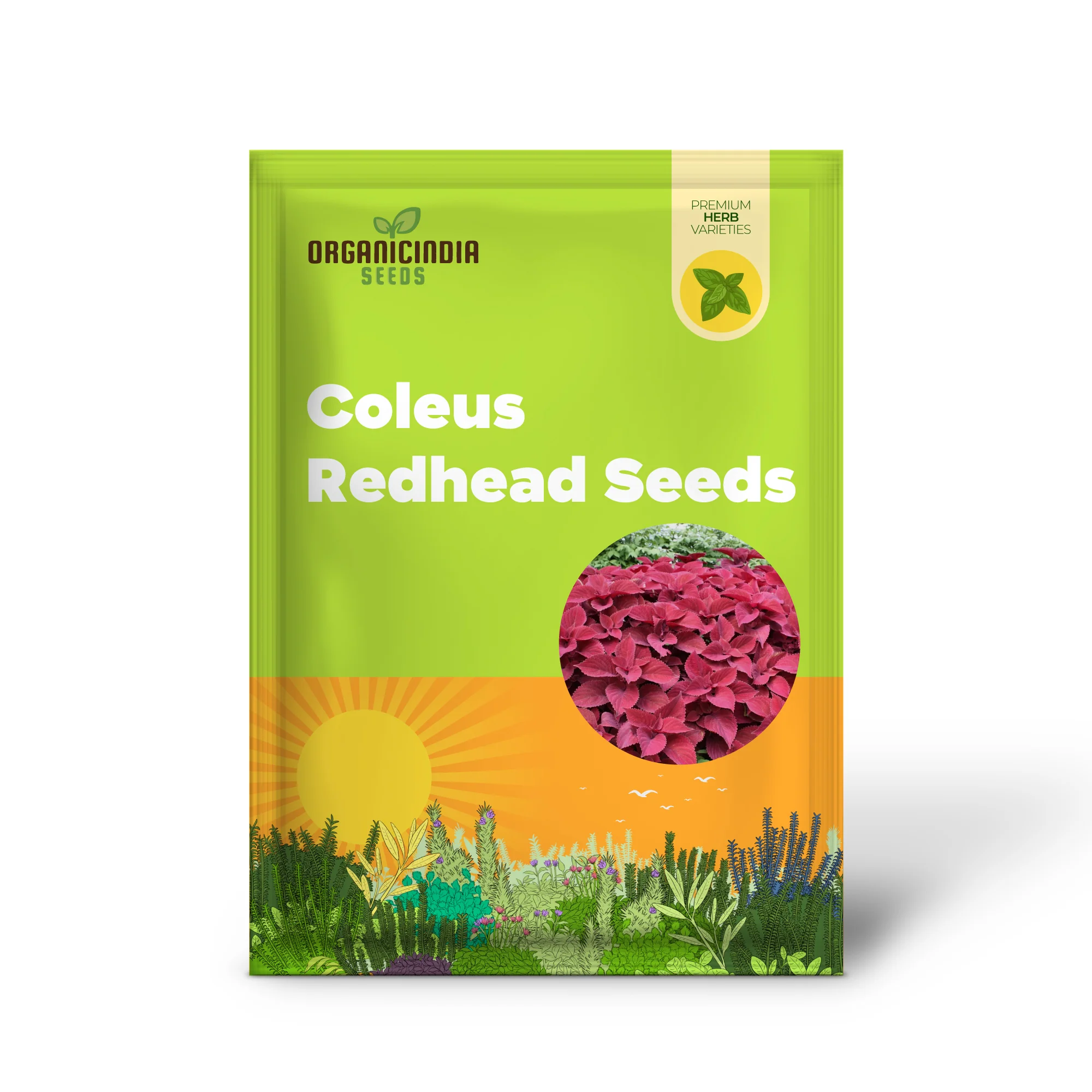 Coleus Redhead Seeds | Low Maintenance Evergreen Herb | Showy Red Foliage for Beds, Borders, and Containers, Outdoor Garden Seeds - Image 2