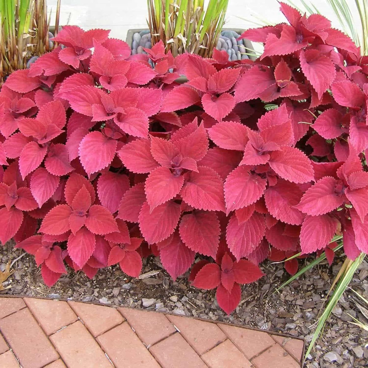 Coleus Redhead Seeds | Low Maintenance Evergreen Herb | Showy Red Foliage for Beds, Borders, and Containers, Outdoor Garden Seeds - Image 3